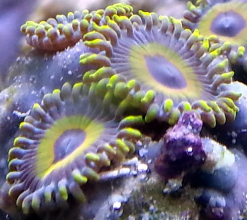 zoa sf 2013 010.jpg