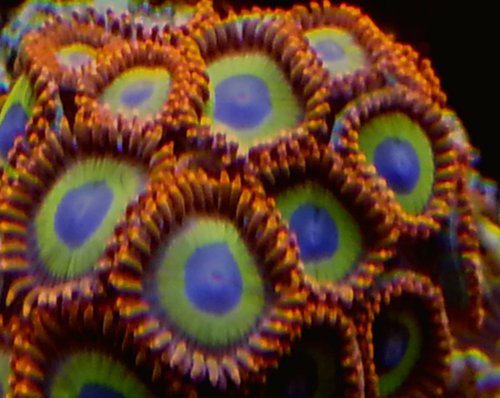 zoa sf 2013 011.jpg