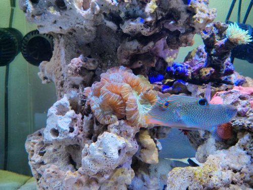 Kuglefisken som hoppede i Trachyphyllia