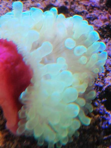Anemonen jeg ikke har navn på (3cm i diameter)