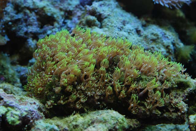 akvarium 196.jpg