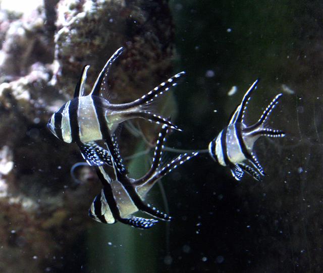 Kauderni (Small).jpg