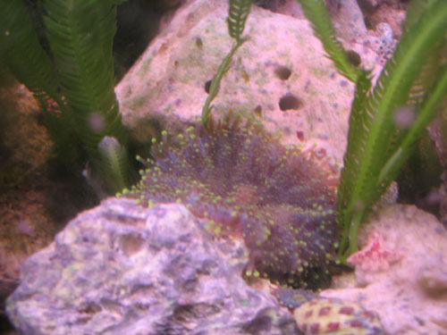 anemone