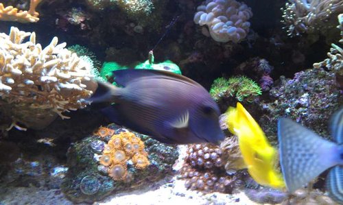 Acanthurus nigrofuscus og Zebrasoma flavescens