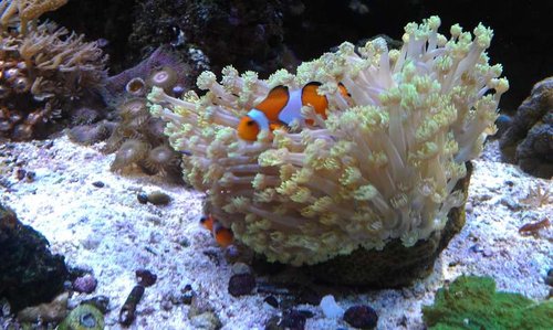 Amphiprion ocellaris (et par) i en Goniopora