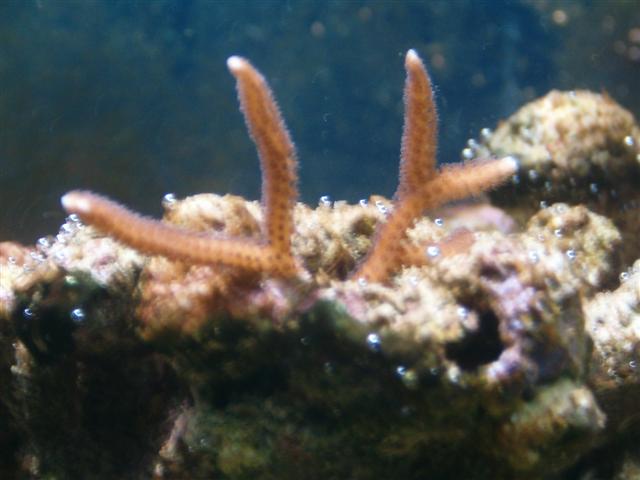 Acropora hystrix
