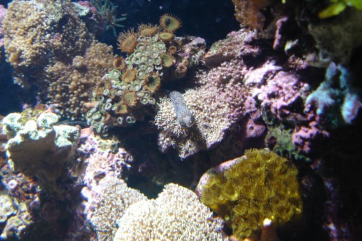 Snowflake købt hos Martin i Galten