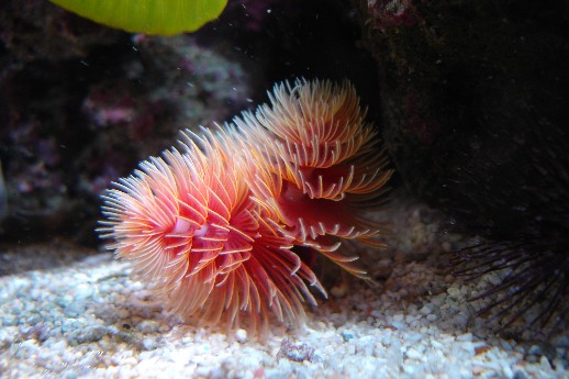 Købt i Plantorama, Aalborg