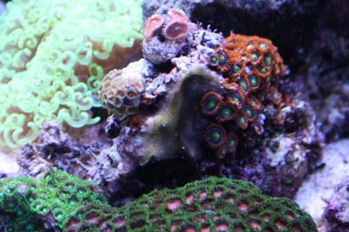 Cyano.JPG