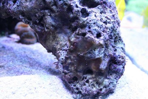 Cyano 4.JPG