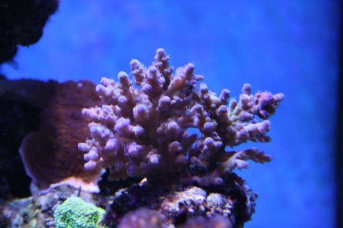 lilla acropora.JPG
