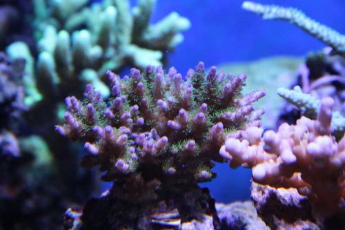 lilla acropora 1.JPG