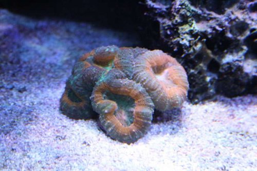 lobophyllia.JPG