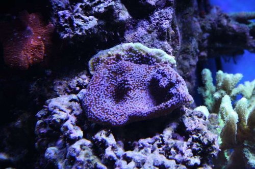 Montipora pokerstar.JPG