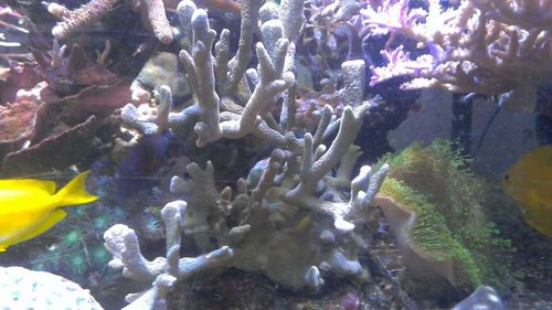 Montipora digitata
