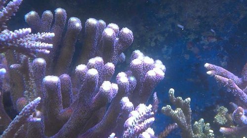 Stylopora pistilata &quot;purple&quot;