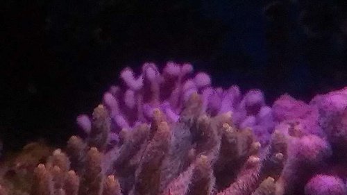Stylopora subseriata, bagerst. Taget ved solopgang, derfor lidt mørkt.