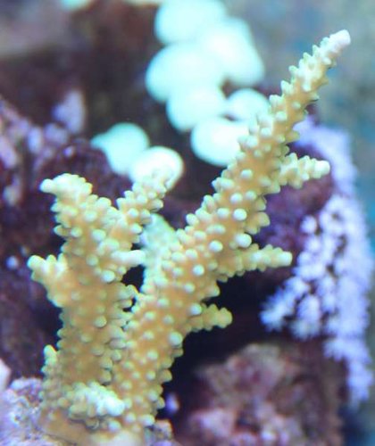 Acropora Formosa.JPG
