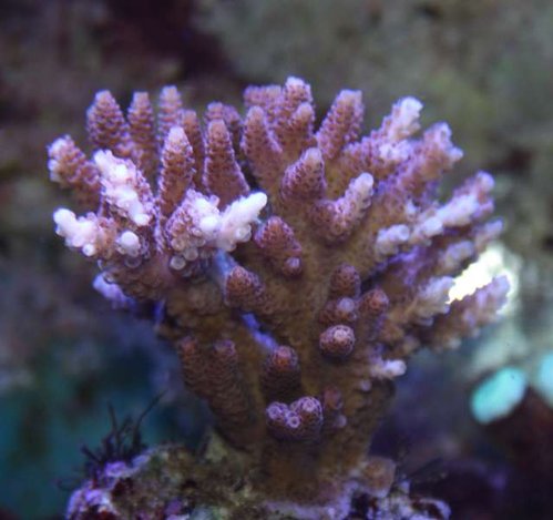 Acropora millepora red - pink.JPG
