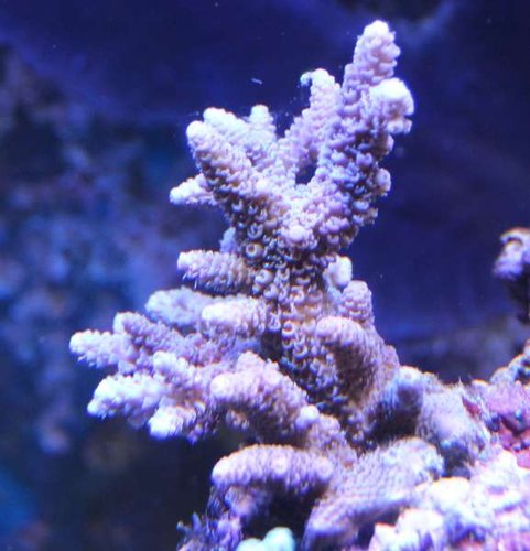 Acropora muticoloured.JPG
