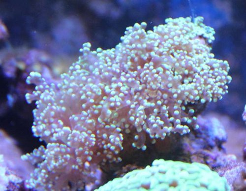 Euphylia Divisa.JPG