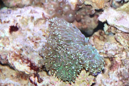 Euphylia Glebrecens.JPG