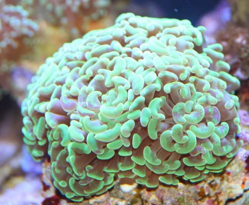Euphylia parancora.JPG