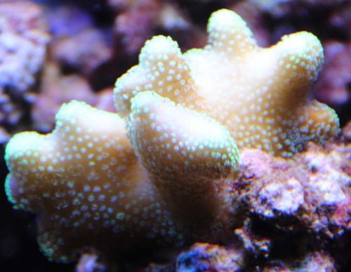 hvilken koral Stylopora eller Seriatopora.JPG