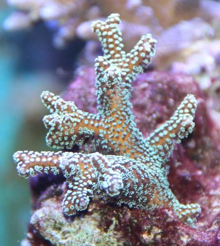 stylopora eller seriatopora.JPG