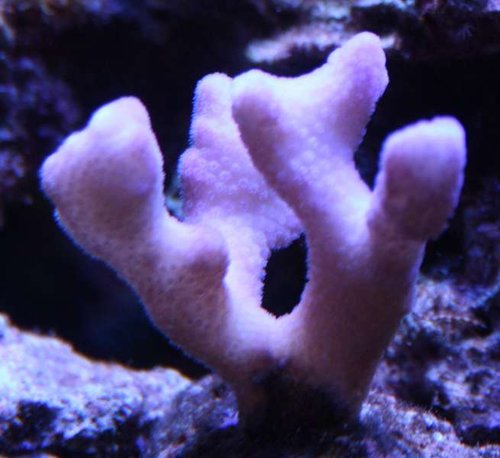 stylopora subseriata.JPG