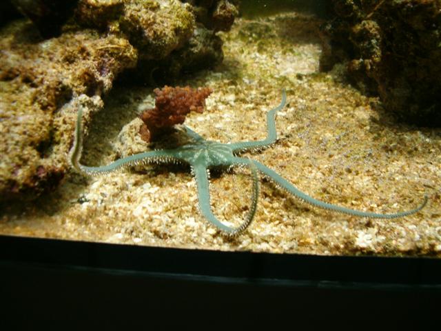 Ophiarachna incrassata