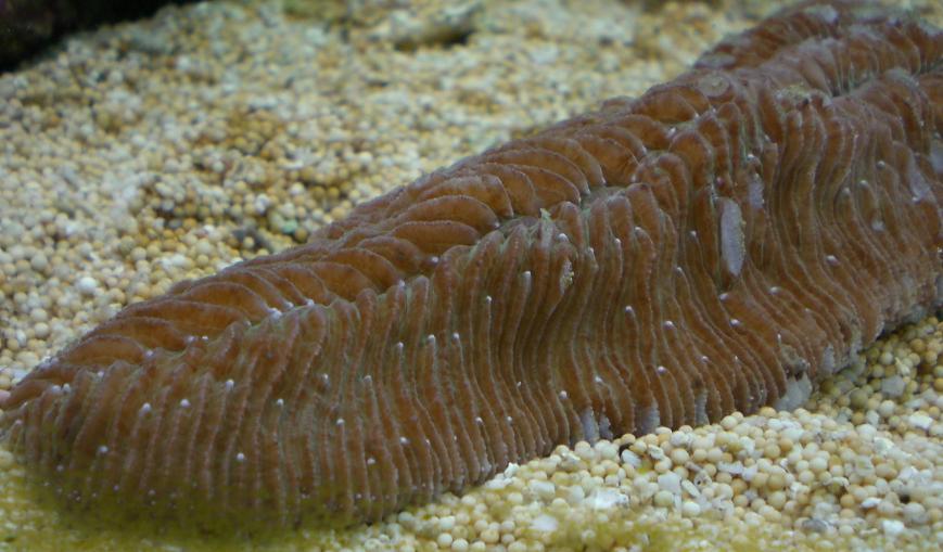 Herpolitha limax med mistet farve2.jpg