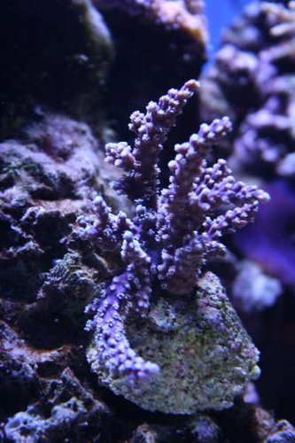 ny acropora.JPG