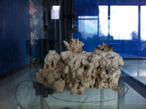 p3.JPG (40.3 KiB) Vist 2135 gange Polypstenen set fra den ene side af akvariet. Udmundingerne er skjult bag stenene der stikker op, men dette skulle gerne blive knap så nemt at se når stenen bliver groet til med skiver og polypper.