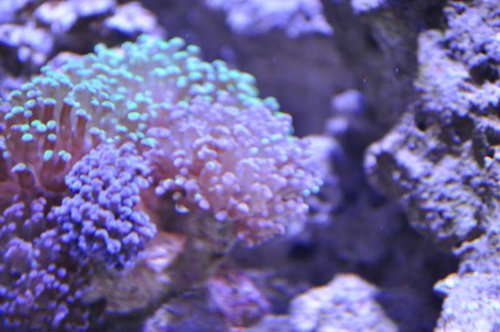 DSC_0485.JPG
