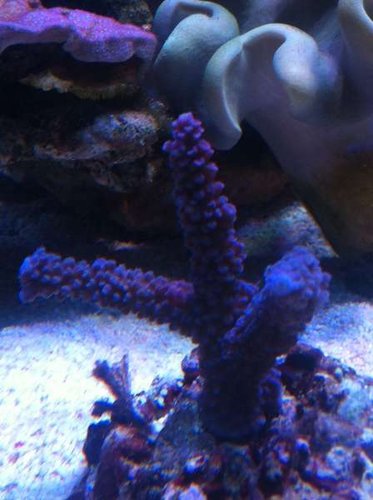 En blå acropora hoeksema