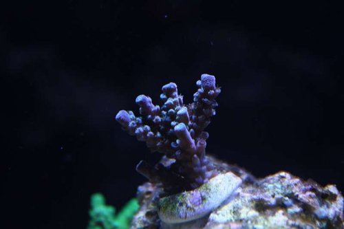 Acropora sp. ( Babyblå )