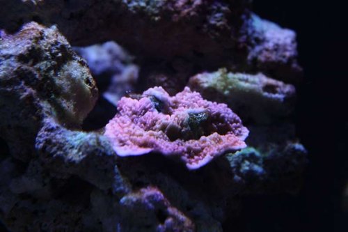 Montipora capricornis ( lyserød ) en af de få koraler der overlevede. det var orange til at starte med, men er blevet lyserødt nu.