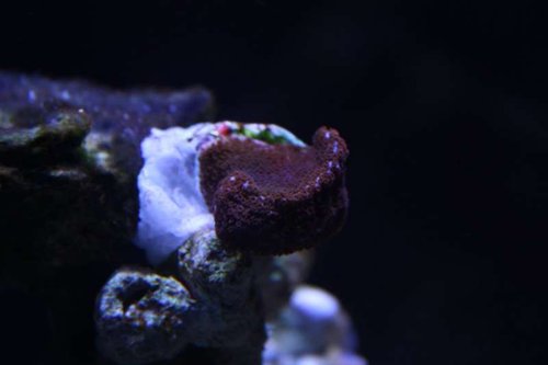 Montipora Superman.