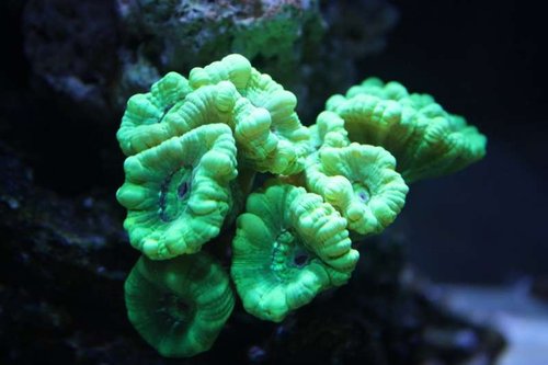 Caulastrea curvata