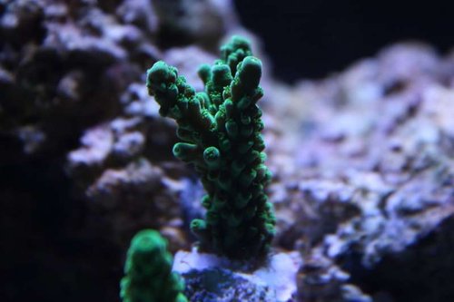 Acropora sp. ( svagt neon grøn )