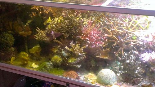 Akvarie nr. 2 Plejebarnet, Thomaas tank  660l