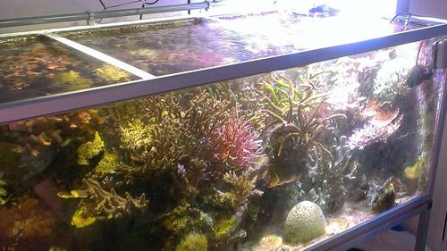 Akvarie 2 Plejebarnet, Thomaas tank 660l