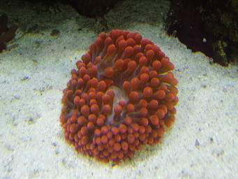 rød anemone, helt ny så der er ikke gået klovnfisk i den endnu