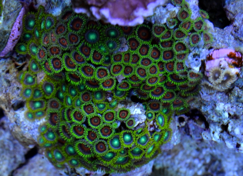 Zoa blackpoint.png