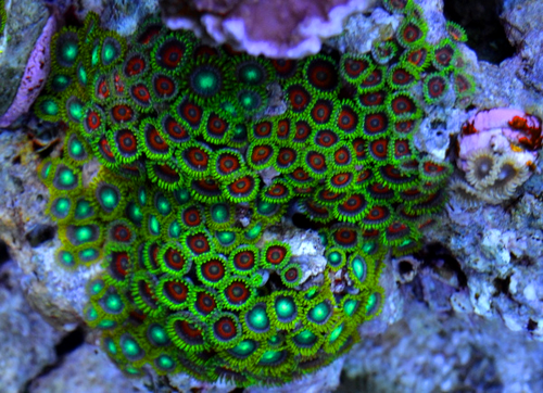 Zoas saturation.png