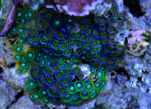 Zoas hue.png