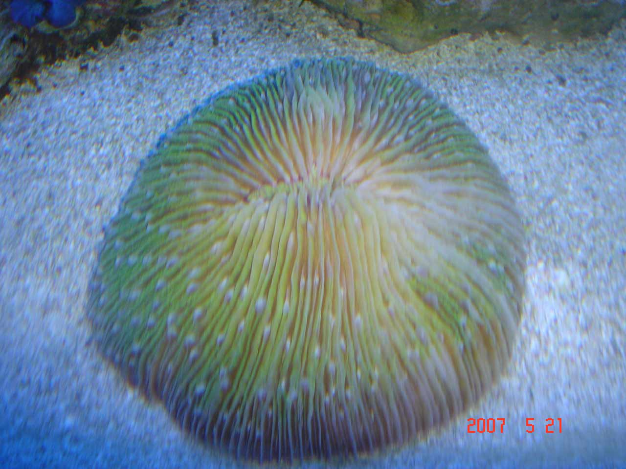 fungiableg.jpg