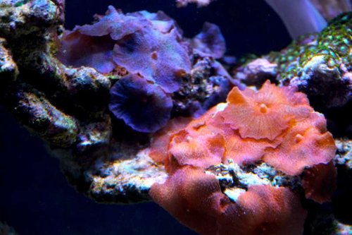 IMG_0493.JPG