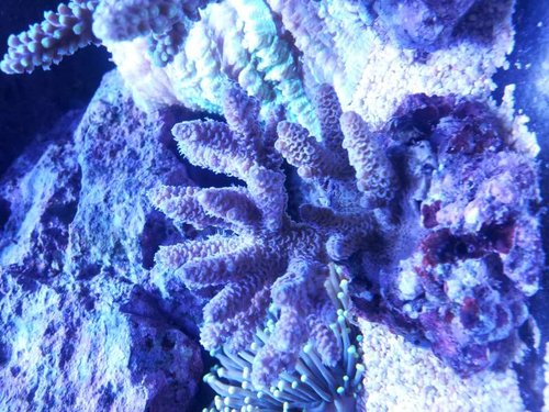 Blå Millepora